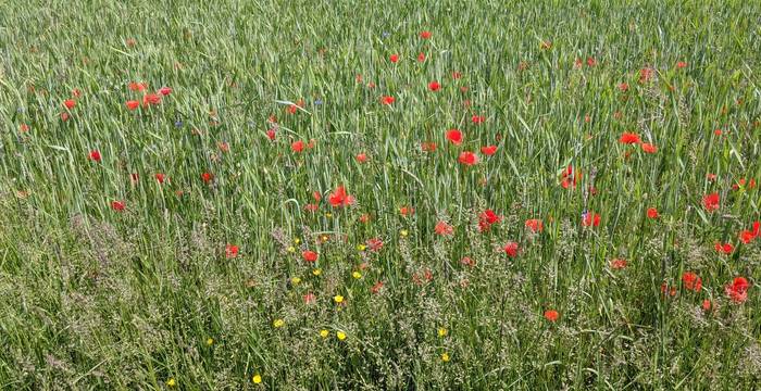 Plantes messicoles